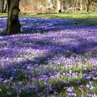 Erinnerung an den Frühling III