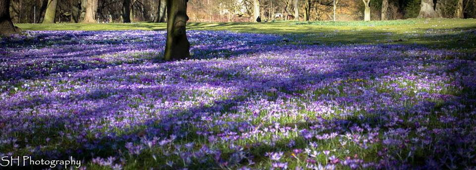 Erinnerung an den Frühling III