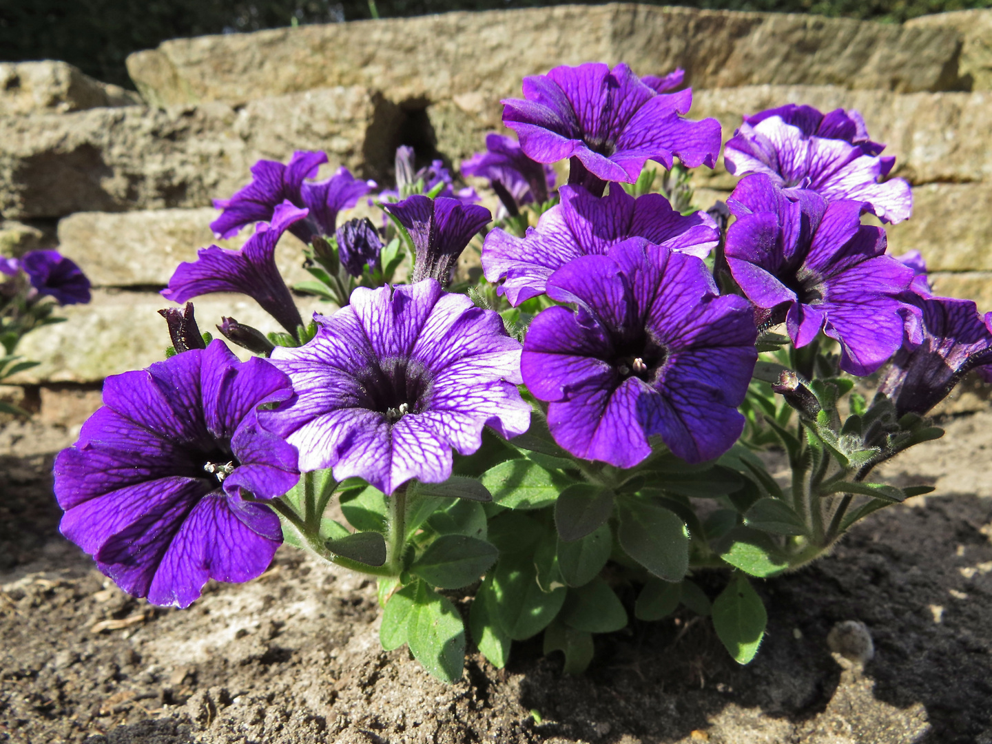 Erinnerung an den Frühling - Zwergbetunie.