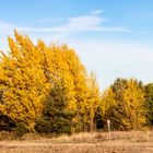 Erinnerung an den goldenen Herbst