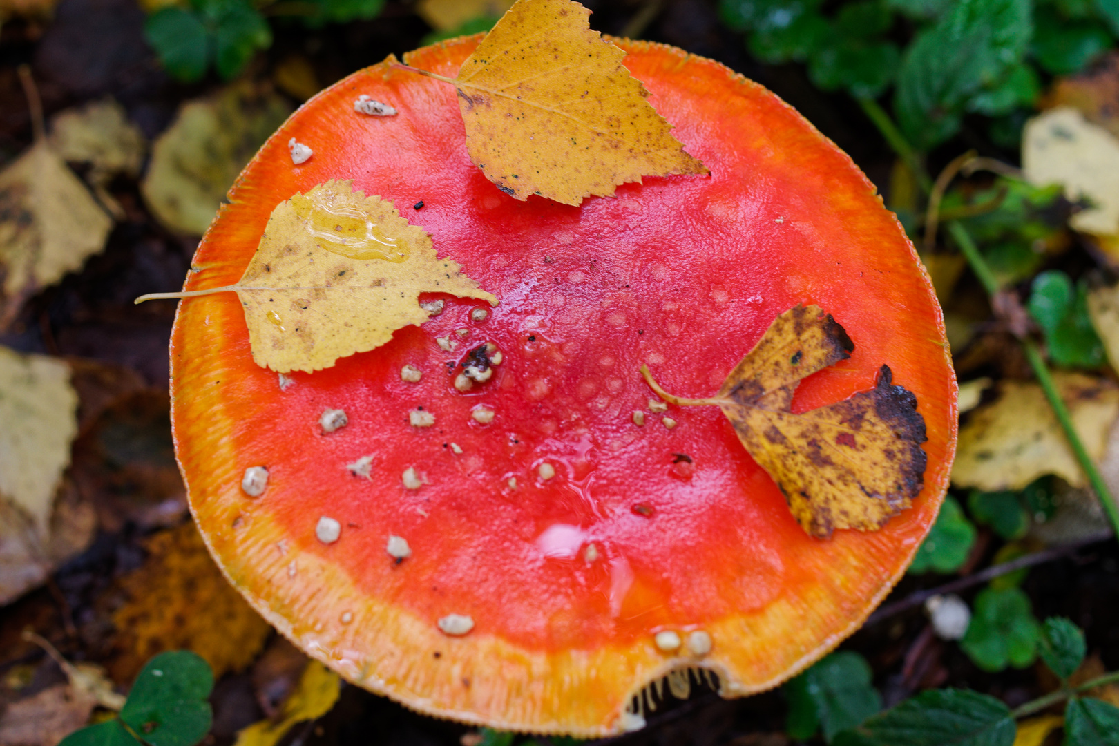 Erinnerung an den Goldenen Oktober