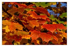 Erinnerung an den Herbst