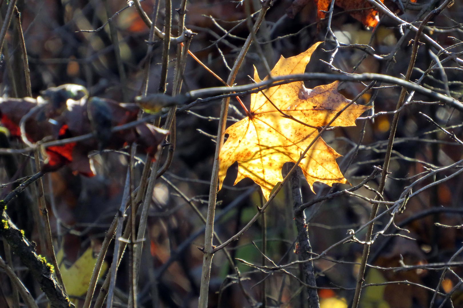 Erinnerung an den Herbst