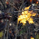 Erinnerung an den Herbst