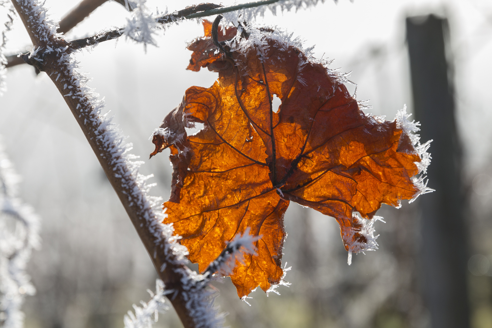 Erinnerung an den Herbst