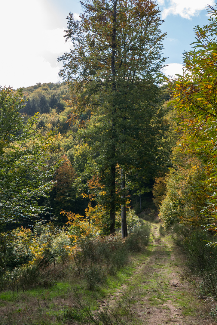 Erinnerung an den Herbst..