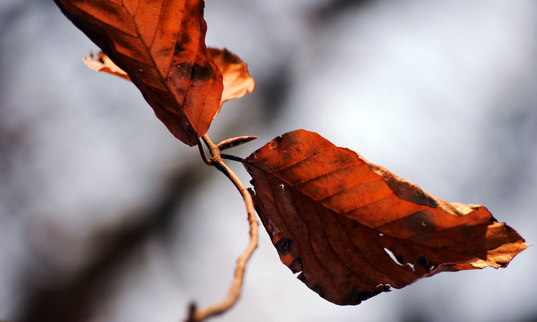 Erinnerung an den Herbst