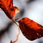 Erinnerung an den Herbst