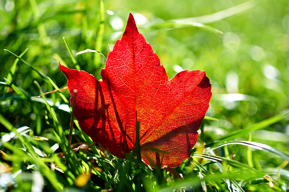 Erinnerung an den Herbst