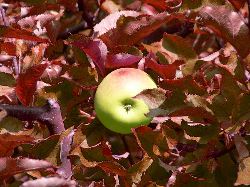 Erinnerung an den Herbst I