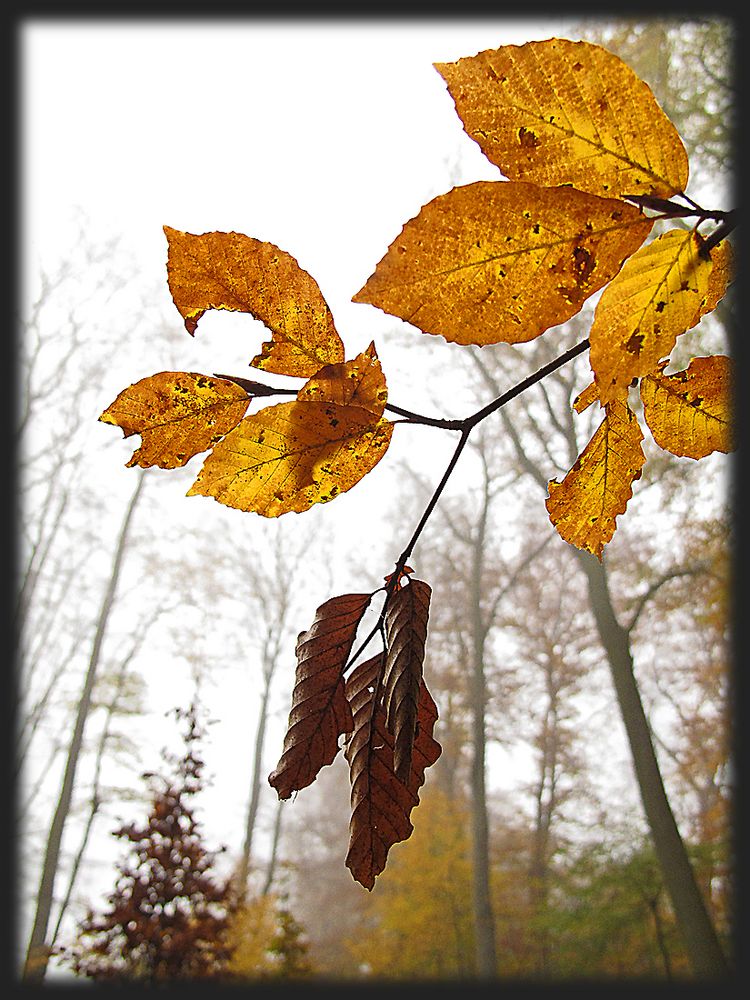 Erinnerung an den Herbst / Ricordo del autunno (4)