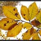 Erinnerung an den Herbst / Ricordo del autunno (5)