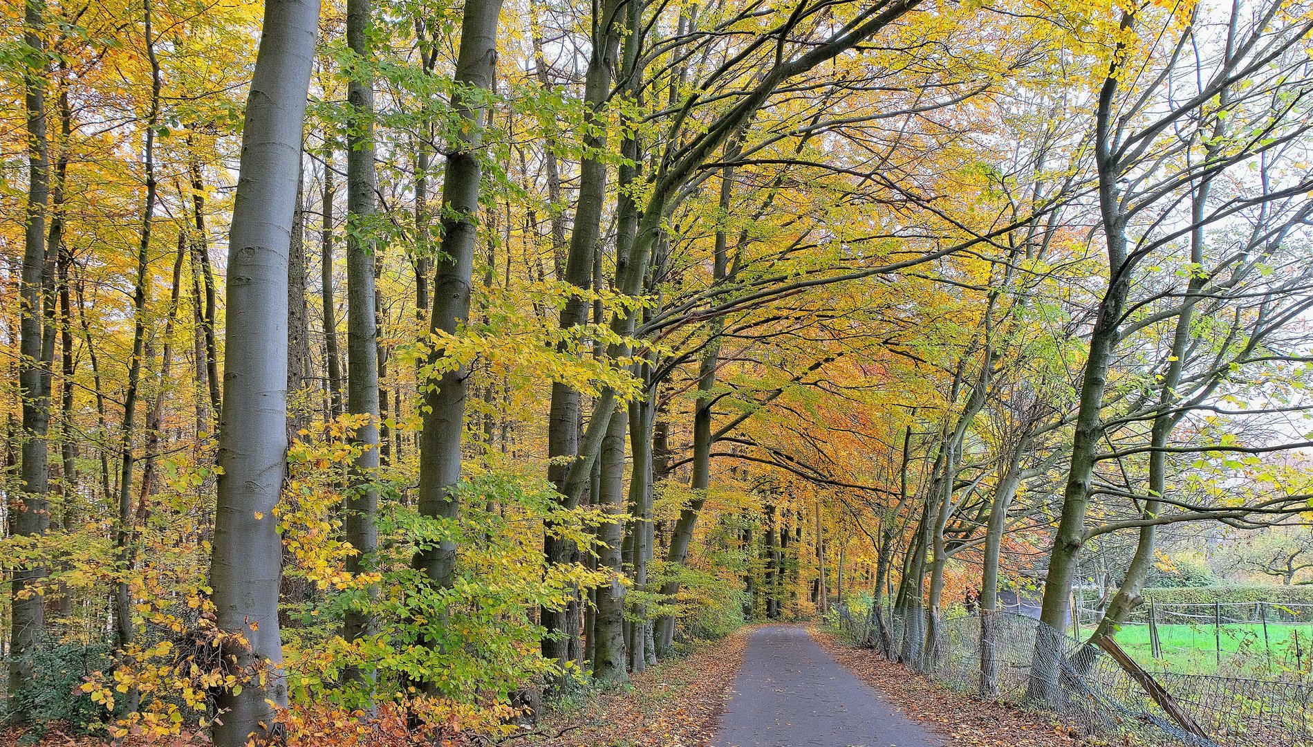 Erinnerung an den Herbst,keine Sonne,-4-(5.1.2023)