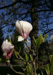 Erinnerung an den hoffnungsvollen Frühling