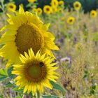 Erinnerung an den Jahrhundertsommer