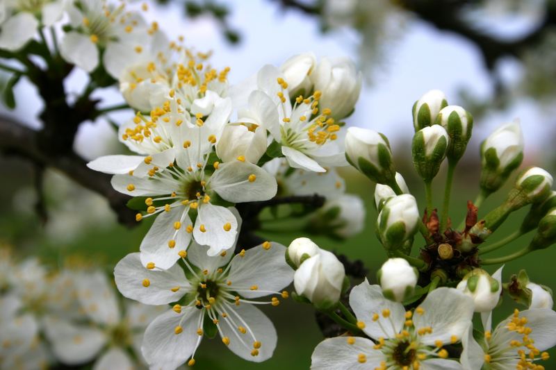 Erinnerung an den letzten Frühling