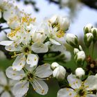 Erinnerung an den letzten Frühling