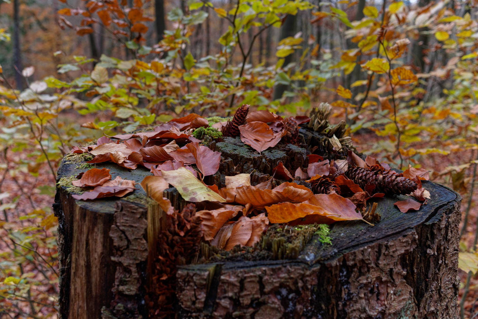 Erinnerung an den letzten Herbst