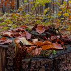 Erinnerung an den letzten Herbst