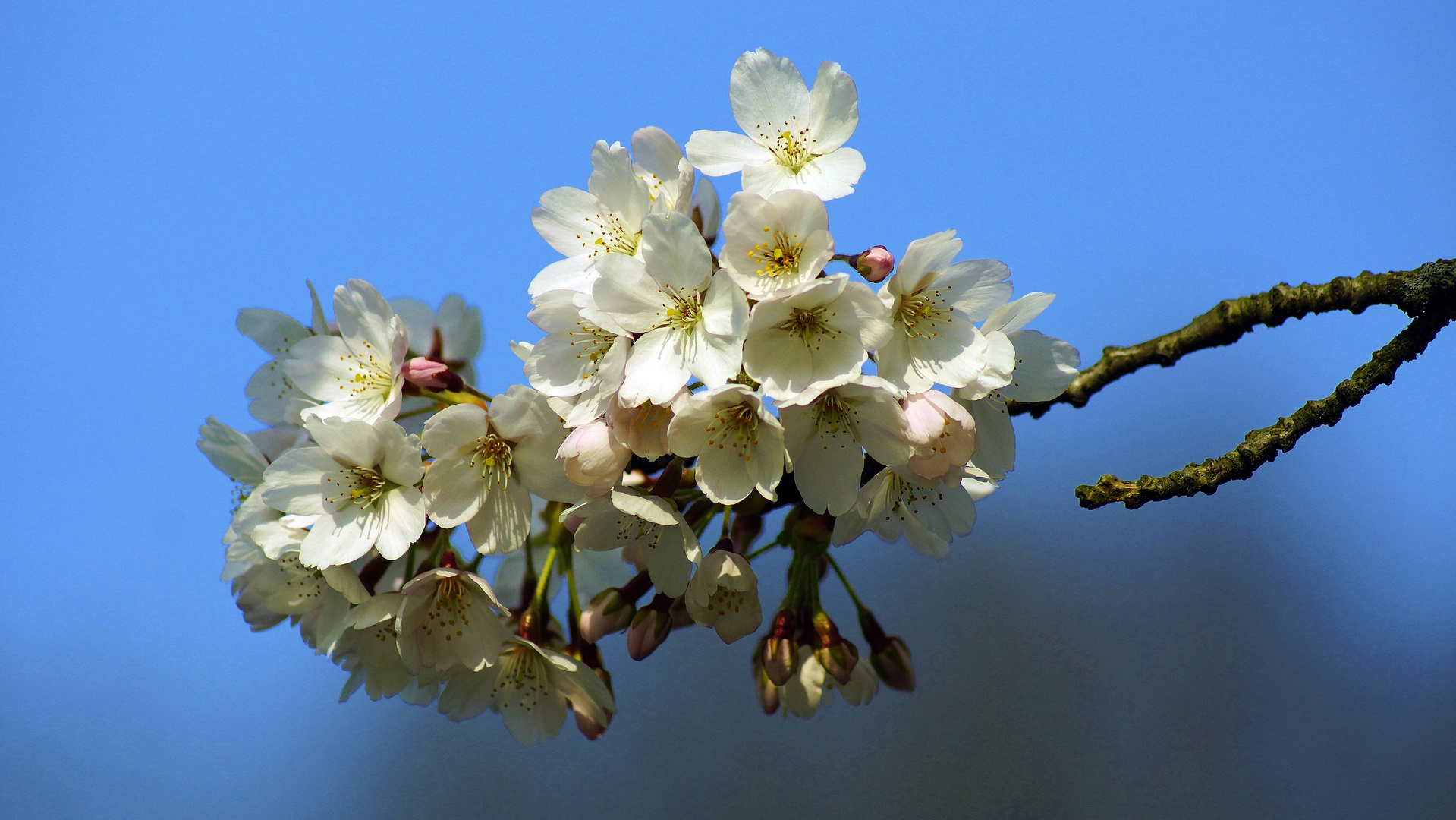 Erinnerung an den letzten, sehr schönen Frühling