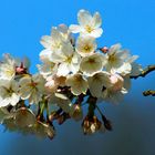 Erinnerung an den letzten, sehr schönen Frühling