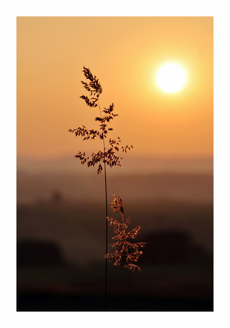 Erinnerung an den letzten Sommer