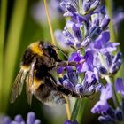 Erinnerung an den letzten Sommer