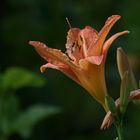 Erinnerung an den letzten Sommer