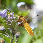 Erinnerung an den letzten Sommer