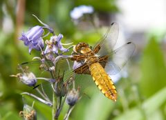 Erinnerung an den letzten Sommer