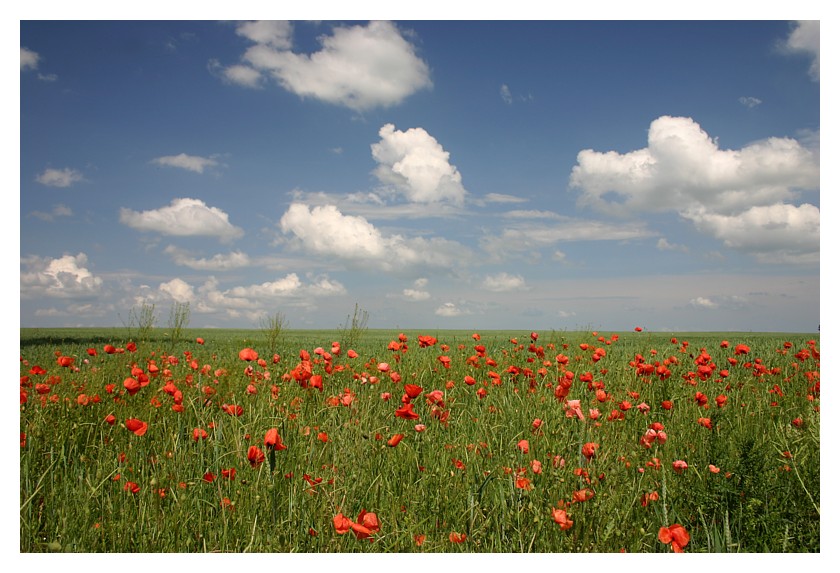 Erinnerung an den letzten Sommer