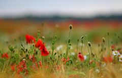 Erinnerung an den Mohn