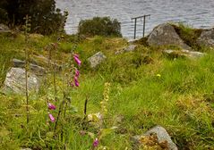 Erinnerung an den norwegischen Sommer