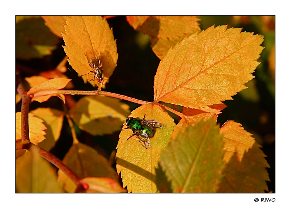 Erinnerung an den schönen bunten Herbst........