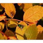 Erinnerung an den schönen bunten Herbst........