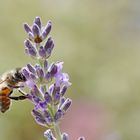 Erinnerung an den Sommer