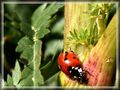 Erinnerung an den Sommer von Monika Kellner