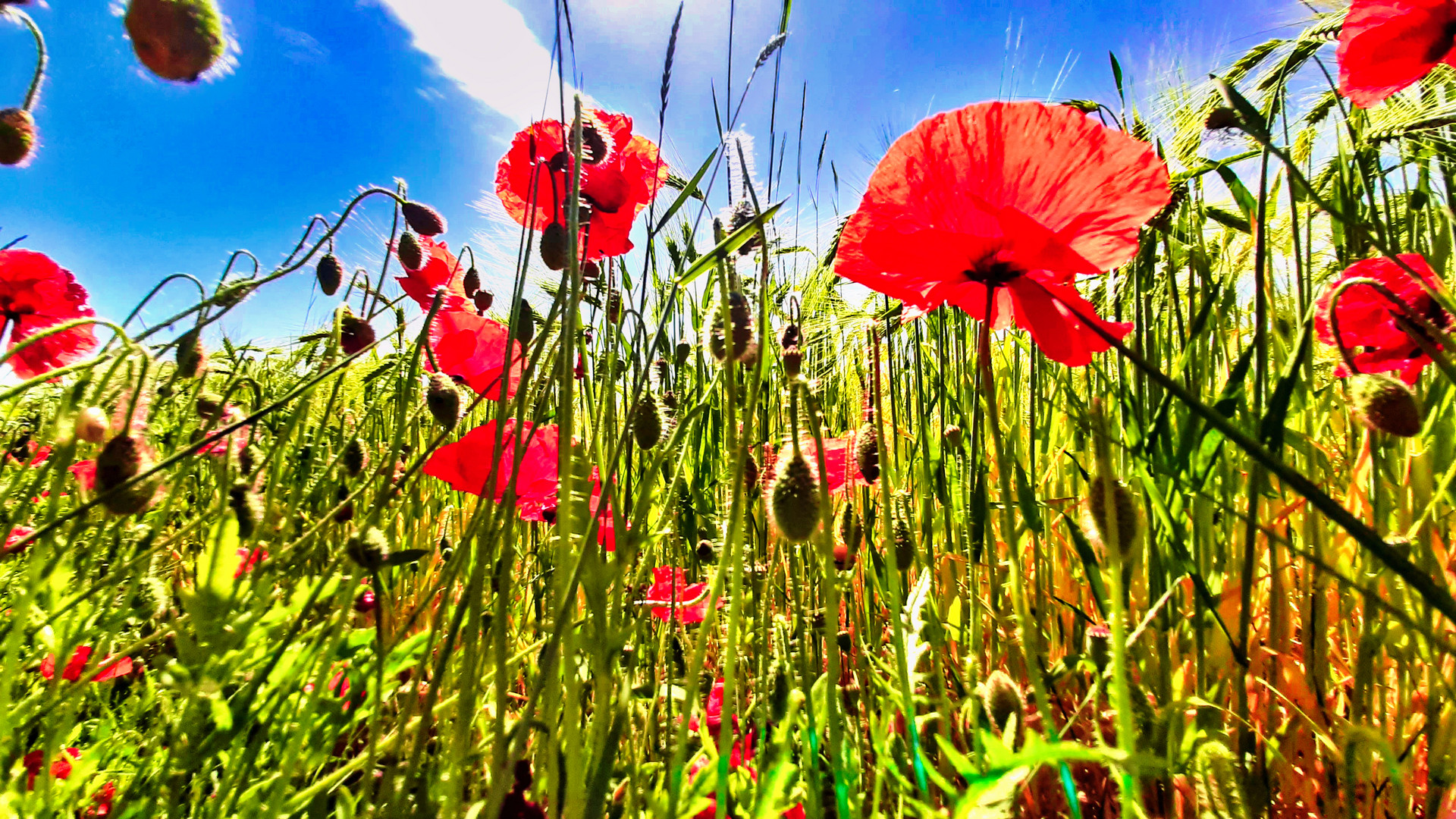 Erinnerung an den Sommer