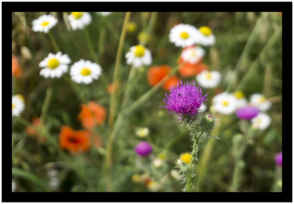 Erinnerung an den Sommer