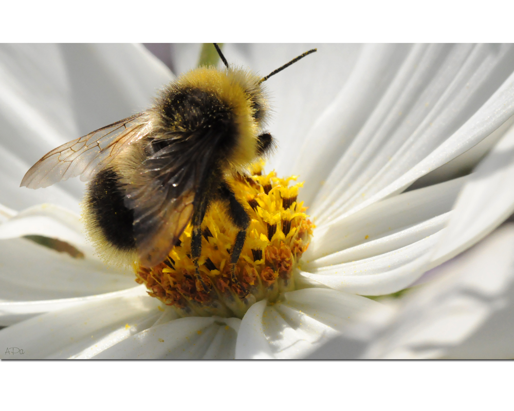 Erinnerung an den Sommer (2)