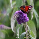 Erinnerung an den Sommer 2020 