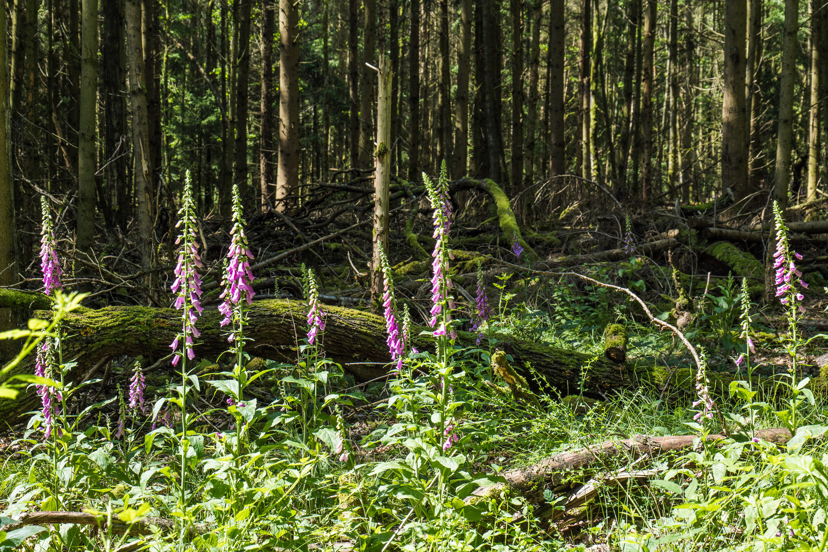 Erinnerung an den Sommer 2021