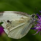 Erinnerung an den Sommer