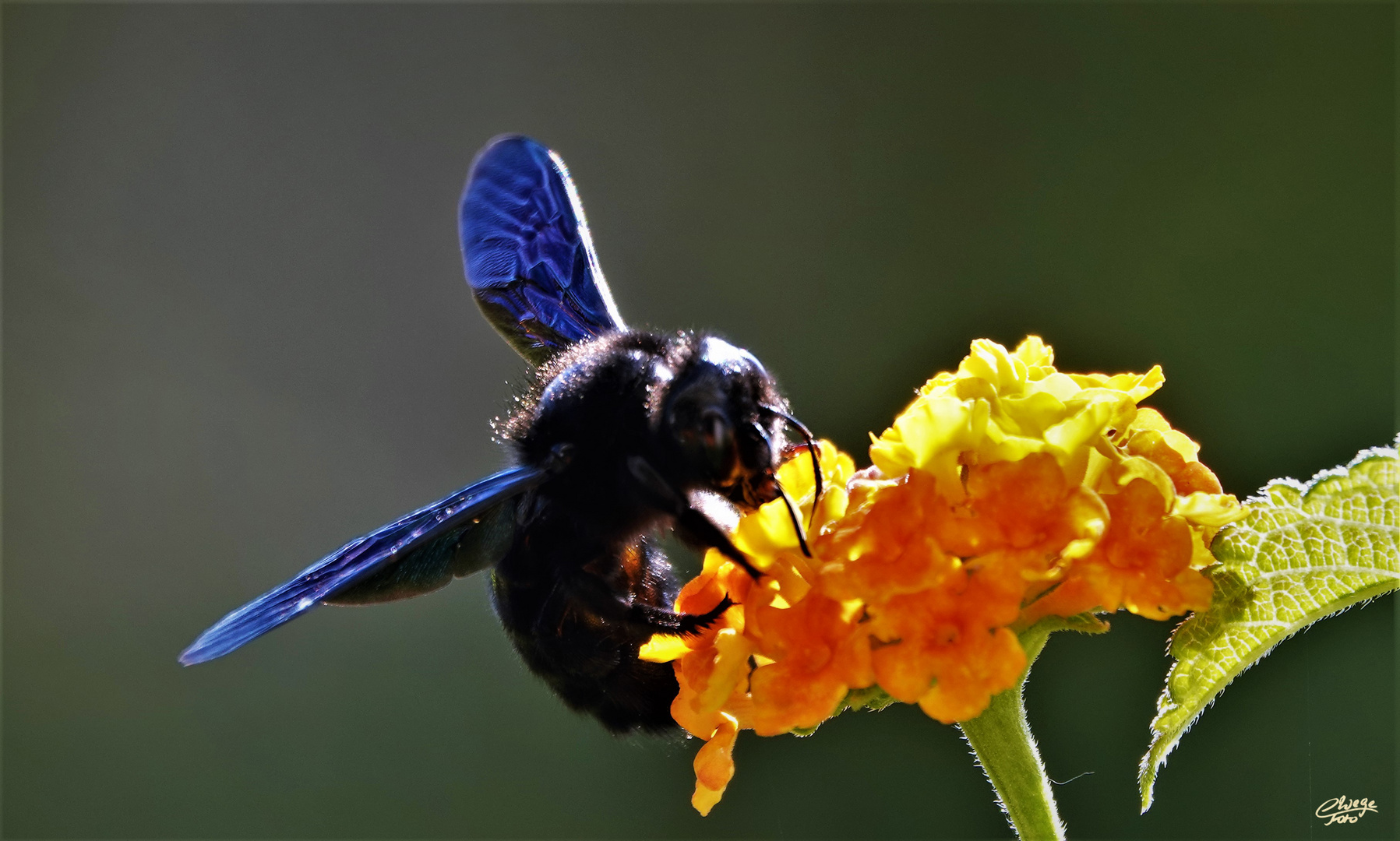 Erinnerung an den Sommer