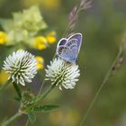 Erinnerung an den Sommer