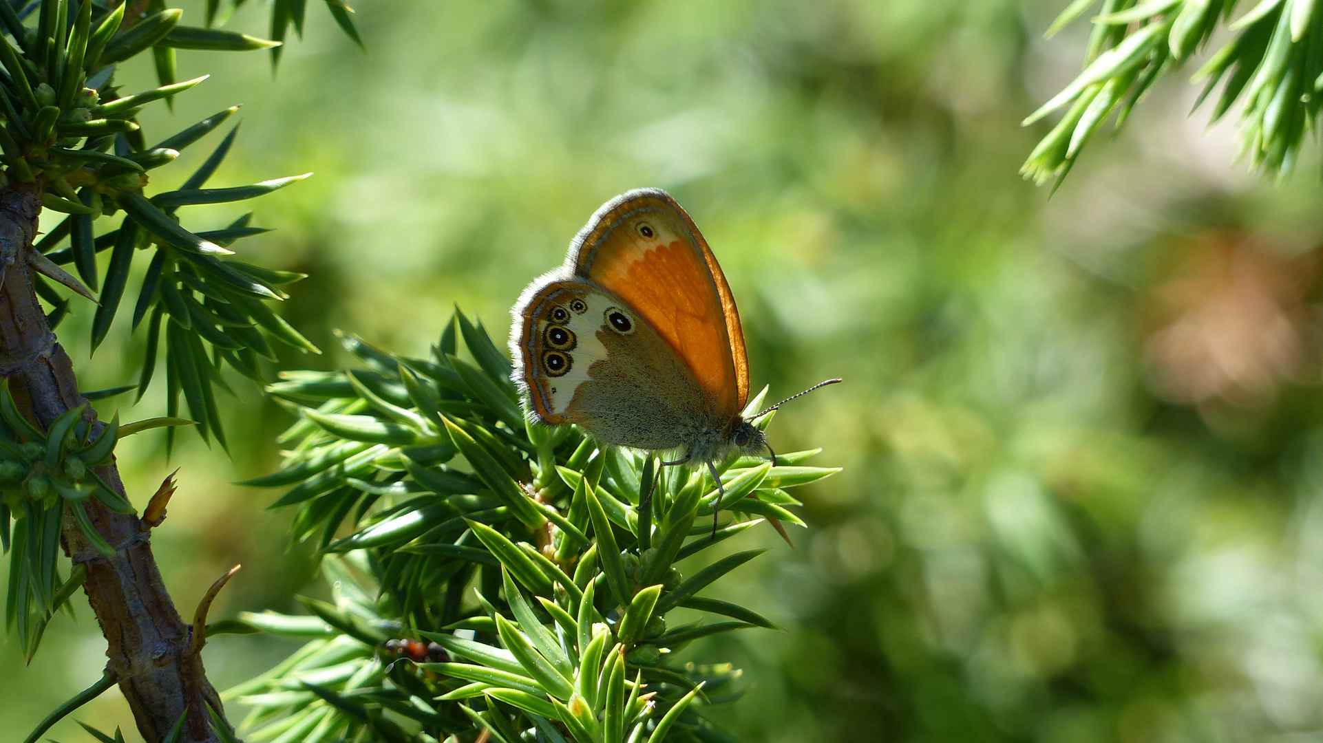 Erinnerung an den Sommer