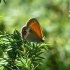 Erinnerung an den Sommer