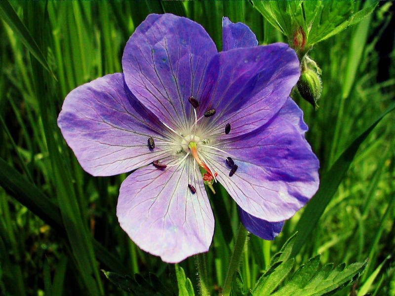 Erinnerung an den Sommer