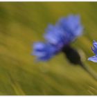 Erinnerung an den Sommer