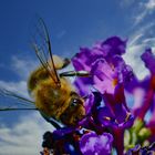 Erinnerung an den Sommer